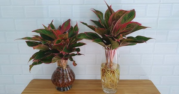 Lời khuyên tới các gia đình đang trồng cây phú quý