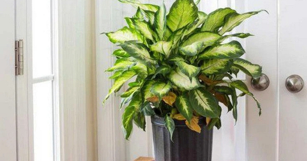 Lời khuyên đến các gia đình đang trồng vạn niên thanh