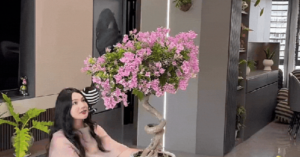 Bí quyết tự tay tạo dáng cây hoa giấy 