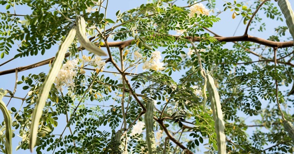 Loài cây quen thuộc có thể lọc tới 98% vi nhựa trong nước