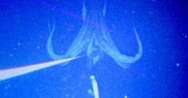 Ngư dân gây chấn động khi bắt gặp sinh vật hiếm khổng lồ vừa 