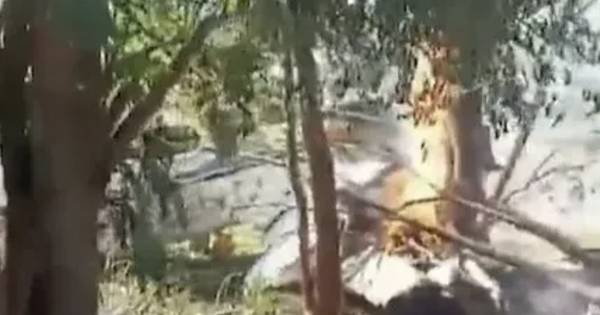 Rơi máy bay chở đầy tiền mặt giữa biên giới 3 nước, nổ ra hàng loạt vụ cướp