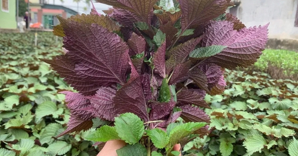 Lời khuyên đến những gia đình đang trồng cây tía tô