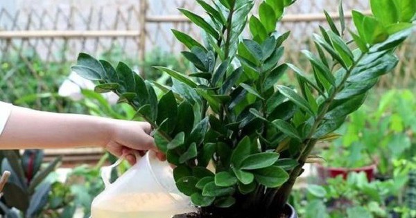 6 sai lầm khi trồng cây kim tiền khiến cây nhanh tàn, tài lộc khó tụ