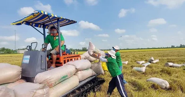 Giá lúa gạo tăng mạnh