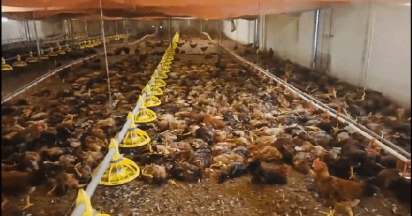 Chập điện khiến trang trại gà hơn 5.000 con chết ngạt
