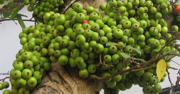 Lời khuyên đến những gia đình đang trồng cây sung