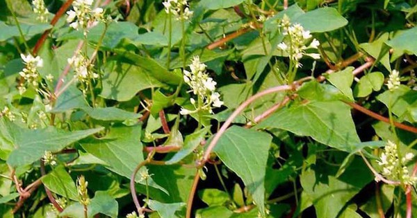 Loại cây chống rụng tóc cực đỉnh, dưỡng tóc đen mượt, đặc biệt tốt cho nam giới: Mọc dại đầy Việt Nam