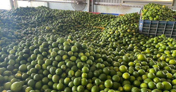 Khách Hàn 'sốc' với một loại quả bán đầy chợ Việt chỉ vì: 