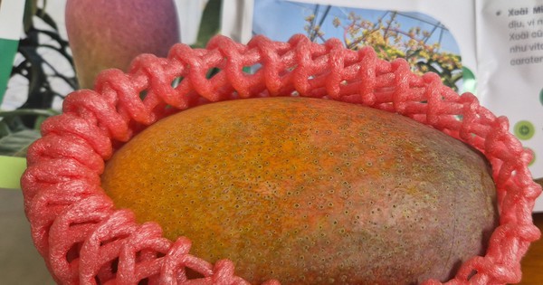 Trồng thành công giống xoài đắt đỏ nhất thế giới ngay tại TPHCM