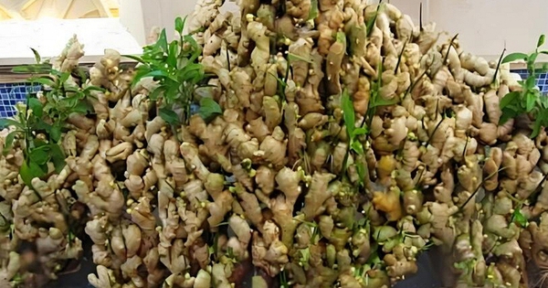 Lời khuyên đến những gia đình đang trồng gừng