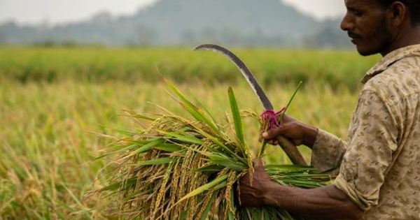 Không phải Thái Lan, đây mới là ‘vựa lúa’ đang liên tiếp đón tin buồn: Phụ phí lên đến 6.000 USD/container, Iran là khách hàng lớn nhất