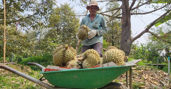 Sầu riêng lại rớt giá