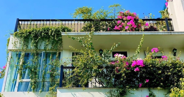 3 loại cây trồng ngoài ban công giúp kích hoạt tài lộc tháng 5