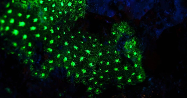 Sâu 385 mét trong một hang động ở đáy biển Nhật Bản, một chớp sáng xanh bí ẩn đã hé lộ điều 