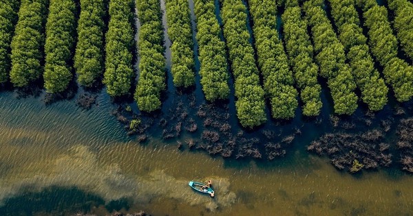 Lợi thế “rừng vàng, biển bạc”, Việt Nam có thể khai mở “kho báu” 40 tỷ USD cả thế giới theo đuổi