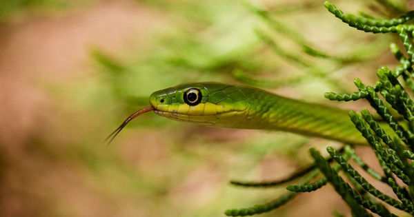 10 loại cây vô tình 