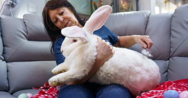 Chú thỏ khổng lồ nặng gần 10kg sống như ông hoàng trong phòng ngủ riêng