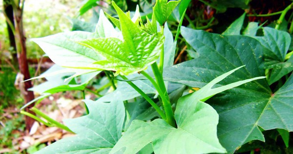 3 loại rau nên trồng trong vườn tháng 4: Bổ như 