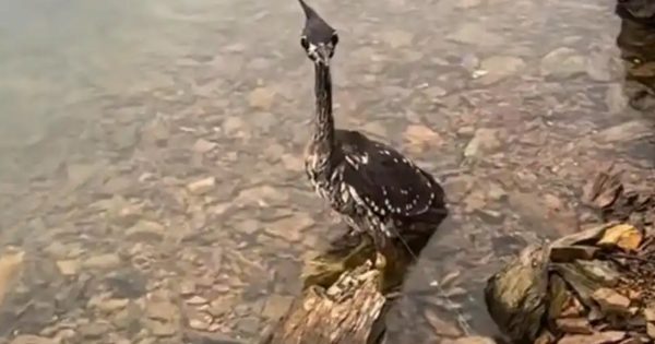 Loài chim bí ẩn nhất thế giới, chỉ còn lại 1.000 cá thể