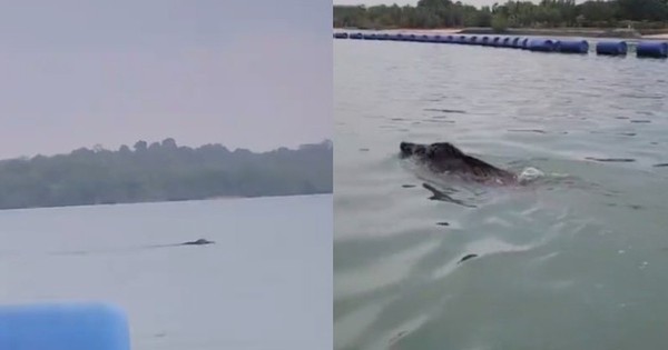 Thấy 'thủy quái' bơi vụt qua trước mặt, nhóm người vội gọi hỗ trợ, chuyên gia nói: Đây là điều rất hiếm!