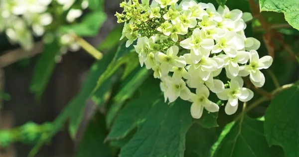 5 loại cây không được cắt tỉa lúc này