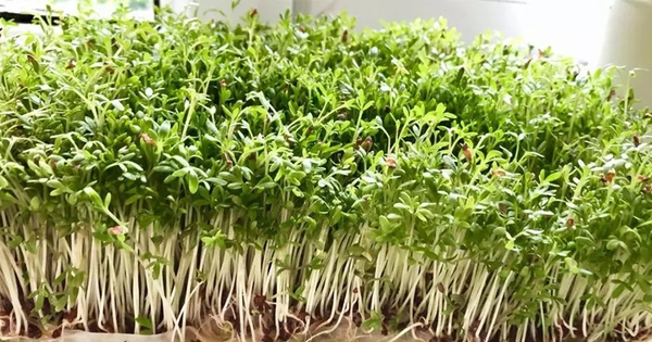 3 loại rau nên trồng ngay: Không cần đất, chỉ 2-20 ngày là có rau ăn