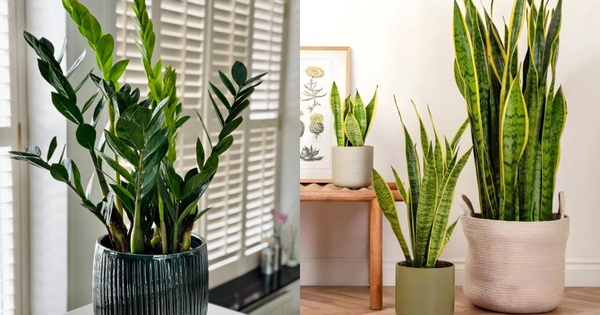 6 loại cây lọc không khí cực tốt được hẳn NASA xác nhận: Dễ chăm - khó chết, đặc biệt phù hợp với khí hậu nắng nóng ở Việt Nam