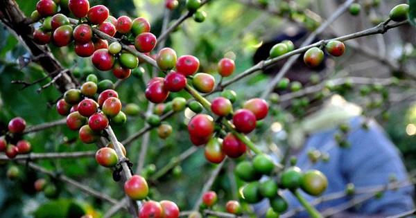 Một giống cà phê Việt trồng ở Cuba cho năng suất tăng gấp 8 lần giống bản địa