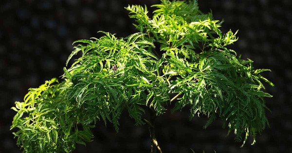 Vì sao người xưa thường trồng một cây đinh lăng trong nhà?