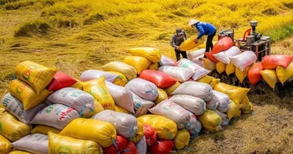 Xuất khẩu 70.000 tấn gạo Việt xanh phát thải thấp