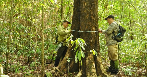Loại gỗ quý tăng giá theo đường kính thân: Hiện vật 5.000 năm tuổi từng được định giá 10 tỷ đồng ở Hà Nội