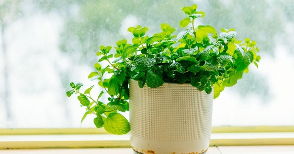 Tại sao mỗi bàn học nên có một chậu bạc hà?