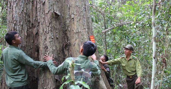 Loại gỗ quý cần 800 năm mới có thể thu hoạch: Một cây cổ thụ ở Việt Nam từng được trả giá hơn 26 tỷ đồng