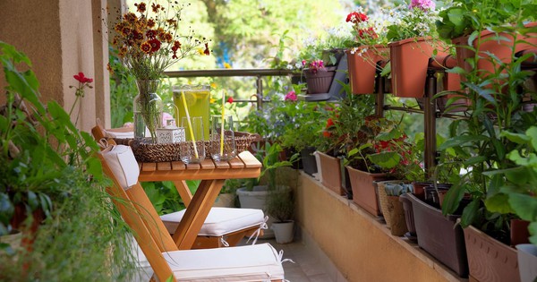 5 điều nhất định phải tránh khi trồng cây ở ban công