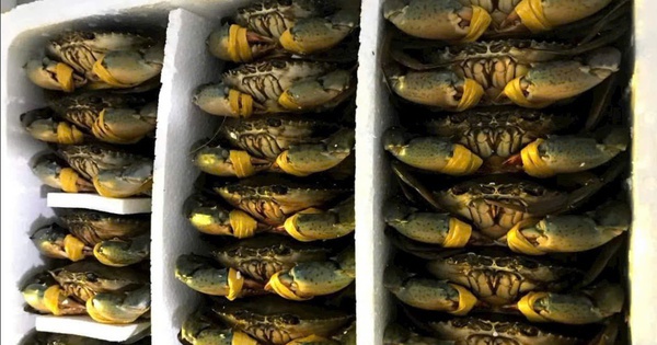 Cua biển Cà Mau tăng hơn 100.000 đồng/kg dịp lễ 30-4 và 1-5