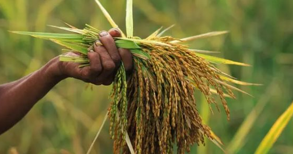 Vừa tuyên bố sẽ tự túc lương thực, một khách ruột của Việt Nam chuẩn bị trở thành 'trùm' xuất khẩu: Hàng chục nghìn tấn giao thành công sang Trung Đông