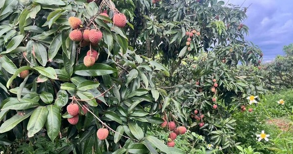 Sau Trung Quốc, Ấn Độ cũng trồng loại cây Việt Nam đang vào mùa: Được mệnh danh ‘vàng đỏ’ trên cây, năng suất 100 kg quả/ha