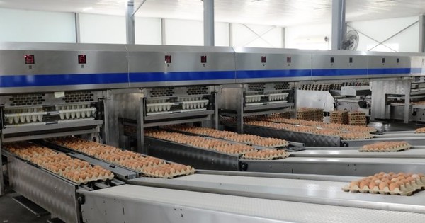 “Cỗ máy” sản xuất 1 triệu quả trứng/ngày của tỷ phú Trần Đình Long: Nuôi 1,2 triệu con gà, vận hành bằng robot châu Âu