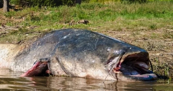 'Thủy quái nước ngọt' dài 2,5m, nặng 110kg bất ngờ mắc câu: 3 người vật lộn suốt 2 giờ mới kéo được lên bờ