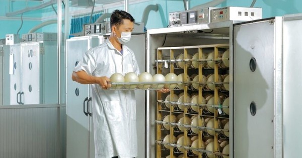 Trung tâm làm ra quả trứng nặng 1,5kg giá nửa triệu của một đại gia Việt: Chi phối 60% thị phần, công nhân phải canh hứng từng quả trứng
