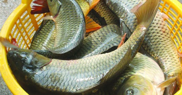 Lời khuyên khi mua cá