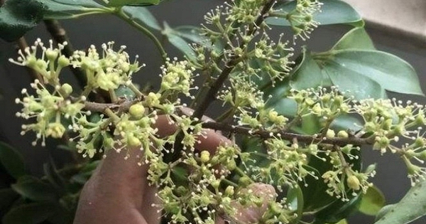 Hiện tượng cây ngũ gia bì nở hoa