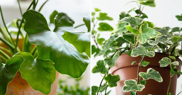 6 loại cây không nên trồng trong nhà