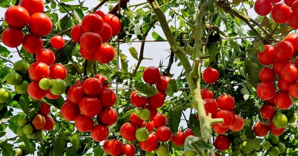 Lời khuyên đến những gia đình đang trồng cây cà chua