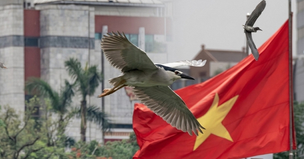 Hà Nội đất lành chim đậu: Chim hoang dã chao liệng săn mồi giữa Hồ Gươm tạo ra khung cảnh hiếm có