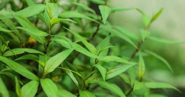Lời khuyên dành cho các gia đình đang trồng rau răm
