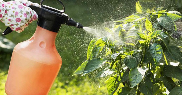 Vì sao nhiều người xịt nước tỏi lên cây? Đơn giản nhưng không phải ai cũng biết