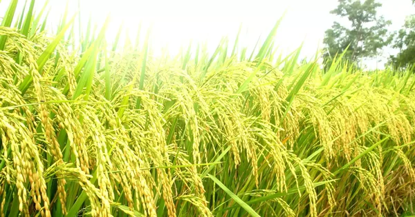 Giá bồi thường cây trồng, vật nuôi ở đặc khu Côn Đảo gấp 1,8 lần giá chuẩn