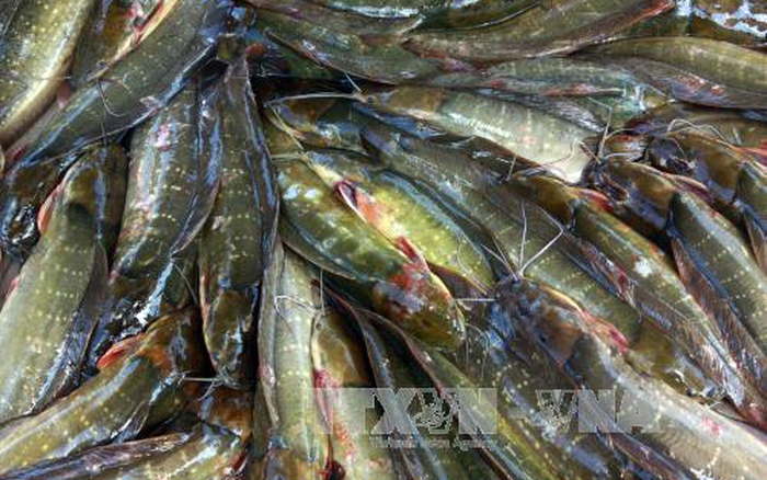 Phụng Hiệp Mô hình nuôi cá trê vàng trong vèo cho thu nhập cao